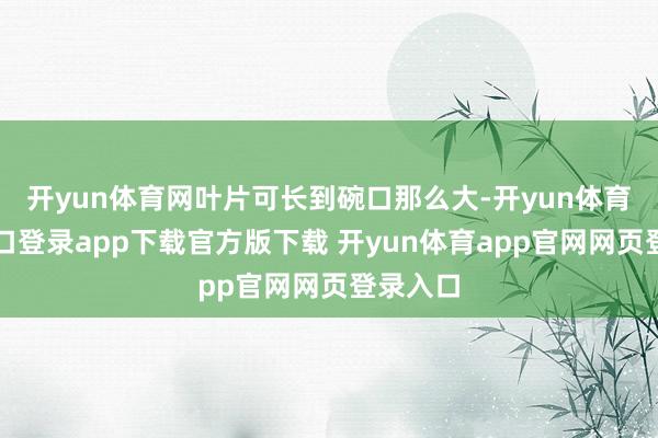 开yun体育网叶片可长到碗口那么大-开yun体育官网入口登录app下载官方版下载 开yun体育app官网网页登录入口